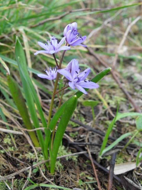 Palermo : Scilla bifolia  (Asparagales - Asparagaceae)